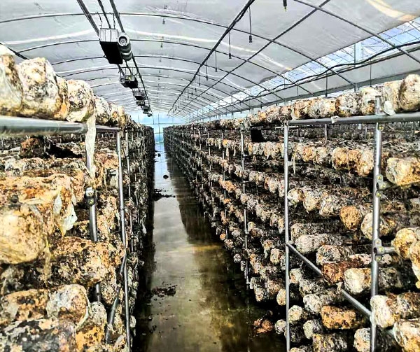 蘑菇大棚厂家